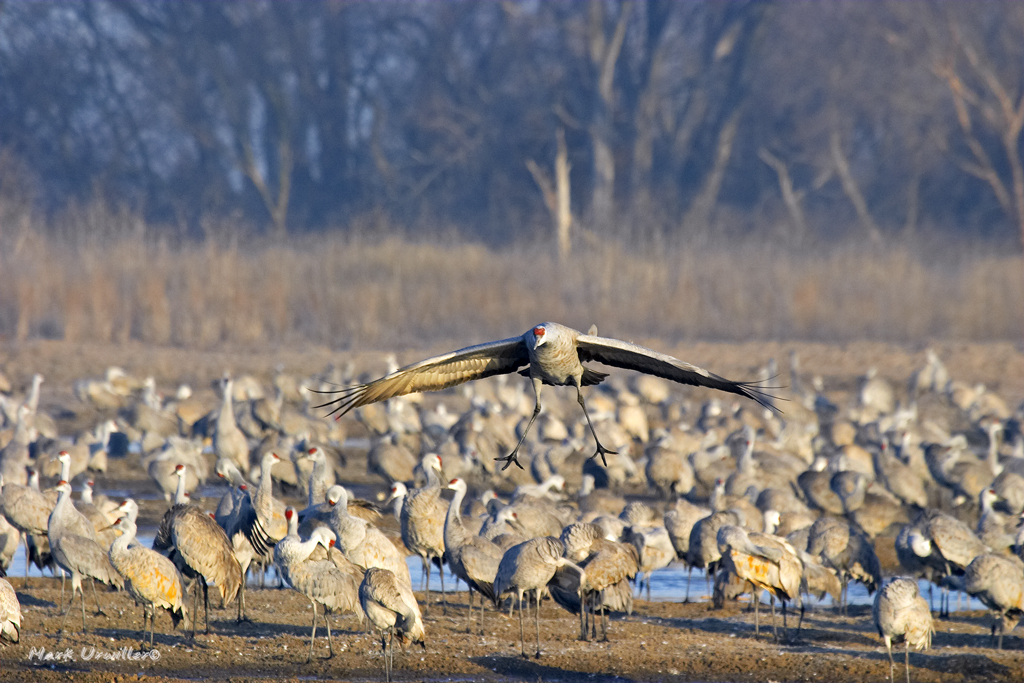 image of sandhill crane landing in field with other cranes